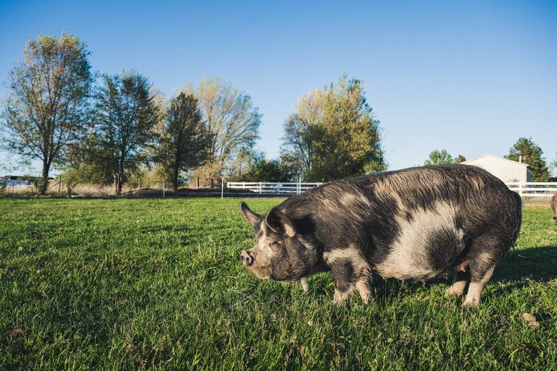 Black and brown pig in green pasture