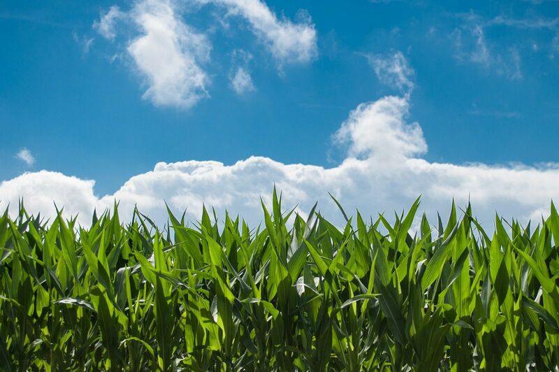 Corn - Corn Field Sunny Sky Shoots