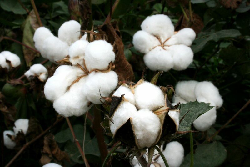 Cotton - Cotton Plant with Multiple Pieces