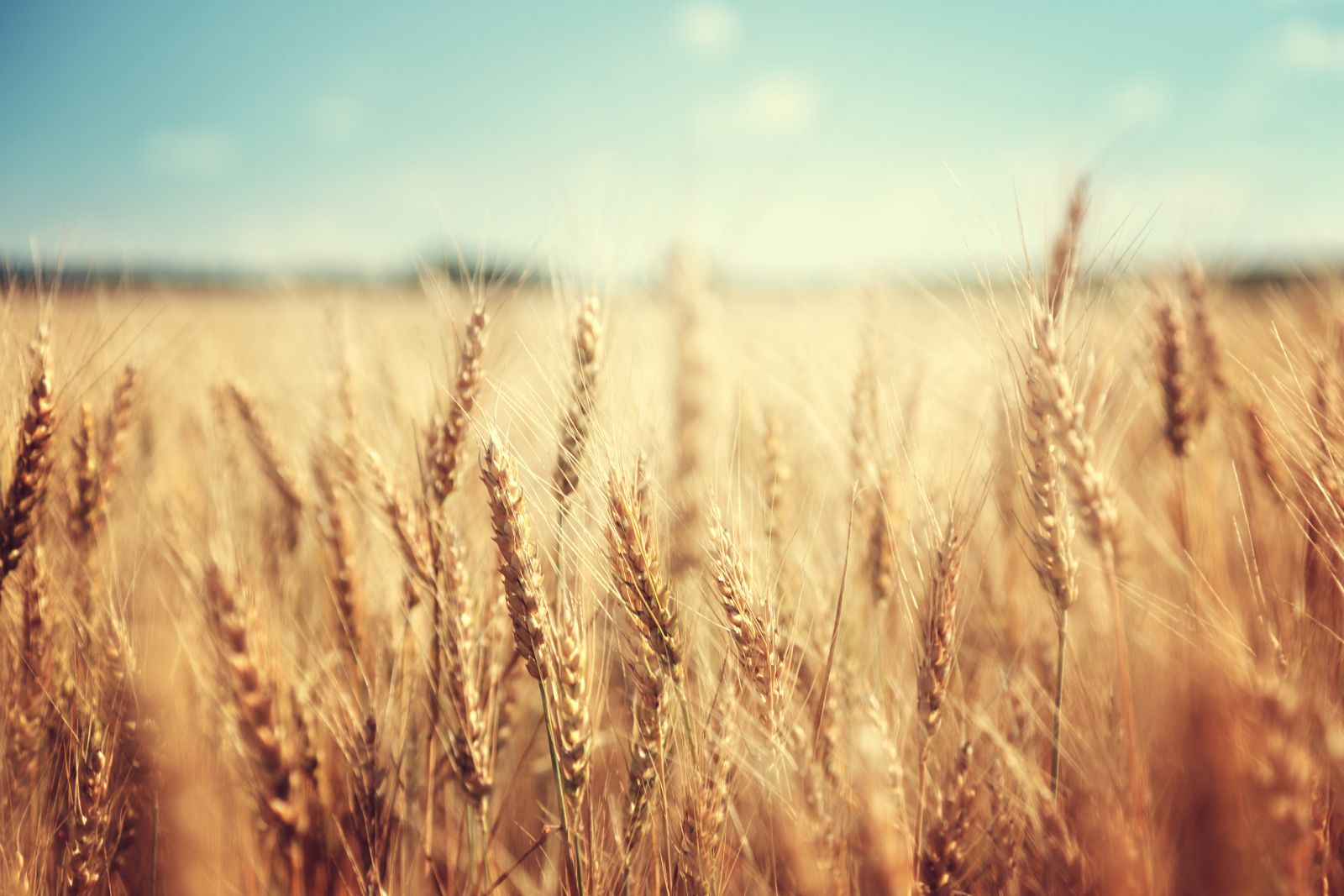 Wheat - iStock-1343164185